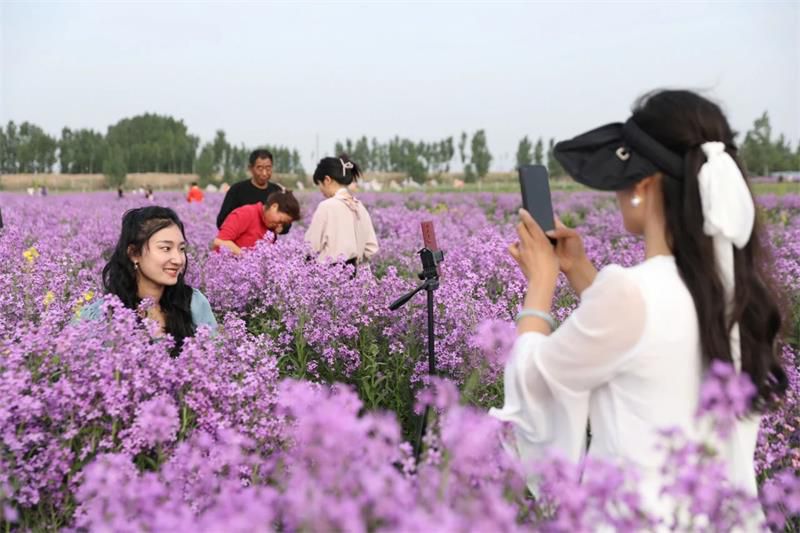 10萬余人次！太極莊首屆紫色油菜花節(jié)收官